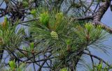 Pinus tabuliformis. Верхушка ветви с незрелой шишкой. Китай, провинция Хунань, национальный парк \"Чжанцзяцзе\", опушка смешанного леса, на краю скалистого обрыва. 07.06.2024.