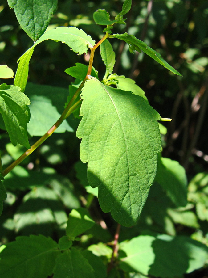 Image of Impatiens noli-tangere specimen.