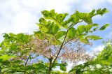 Aralia elata. Верхушка ветви с соплодием. Приморский край, Владивостокский ГО, о. Клыкова, кромка широколиственного леса. 11.09.2024.