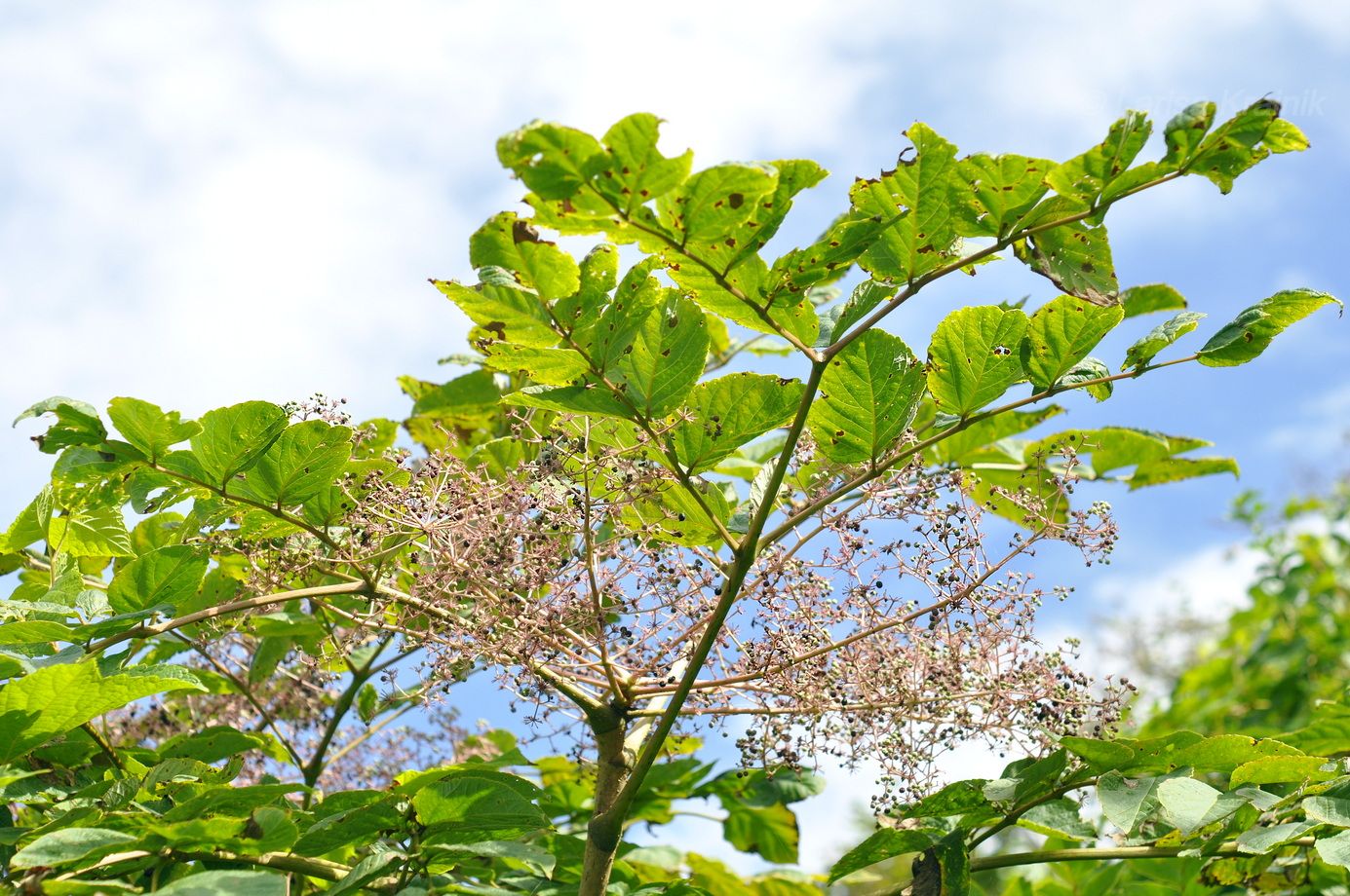 Image of Aralia elata specimen.