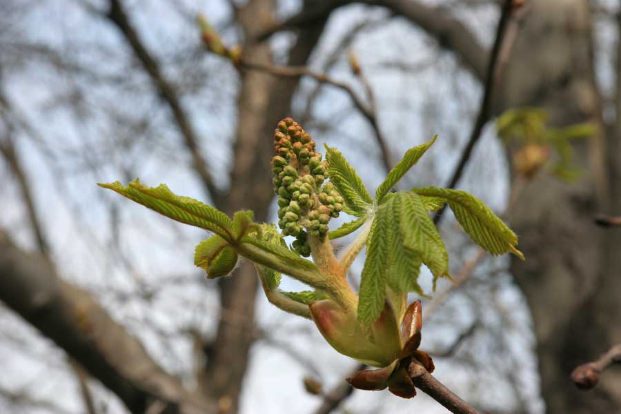 Изображение особи Aesculus hippocastanum.