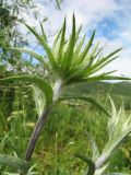 Carlina biebersteinii. Верхушка побега с формирующейся корзинкой. Казахстан, Западный Алтай, горы Таловка (Собачьи Горы) у пер. Седло в окр. с. Солдатово, ≈ 1450 м н.у.м., луговое разнотравье у обочины дороги. 5 июля 2024 г.