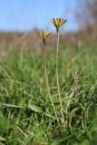 Taraxacum perenne. Цветущие побеги. Крым, Севастополь, Байдарская долина, окр. с. Тыловое, луг, возле ручья. 03.11.2024.