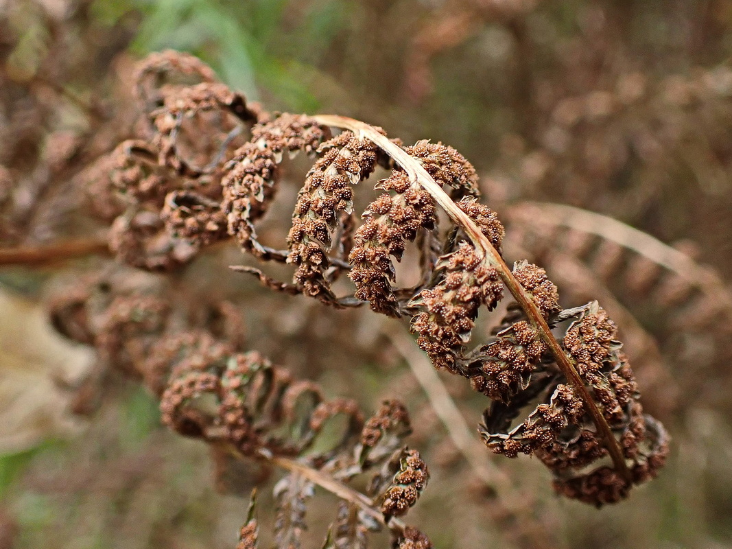 Image of genus Athyrium specimen.