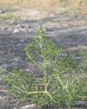 Salsola soda