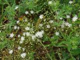 Stellaria graminea. Цветущие растения. Хабаровский край, окр. г. Комсомольск-на-Амуре, дол. руч. Тёплый ключ. 27.06.2024.