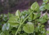 Aptenia cordifolia. Верхушка веточки (видна абаксиальная поверхность листьев). Испания, автономное сообщество Каталония, провинция Жирона, комарка Баш Эмпорда, муниципалитет Калонже, пос. Сант-Антони-де-Калонже, крутой приморский склон. 08.12.2024.