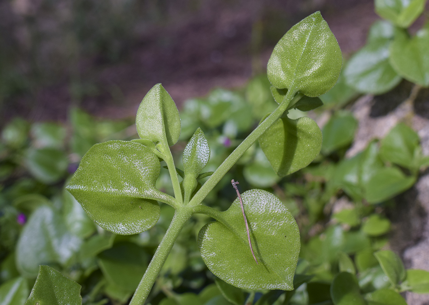 Image of Aptenia cordifolia specimen.