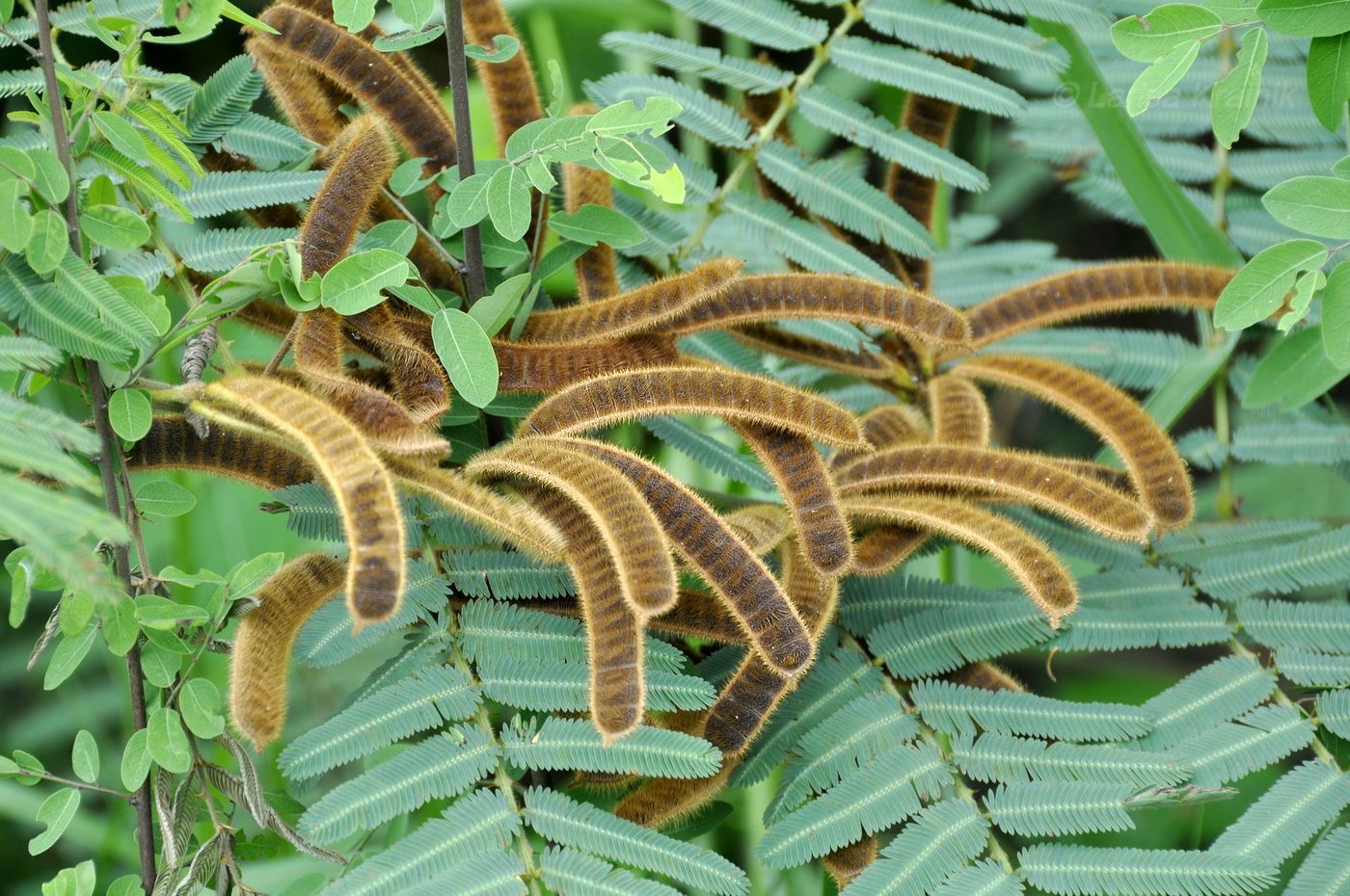 Image of Mimosa pigra specimen.