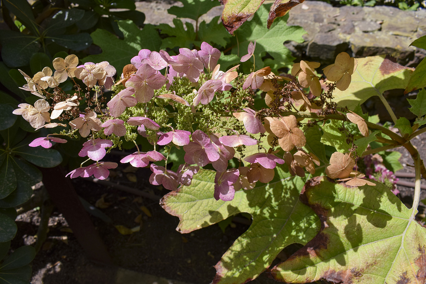 Image of Hydrangea quercifolia specimen.