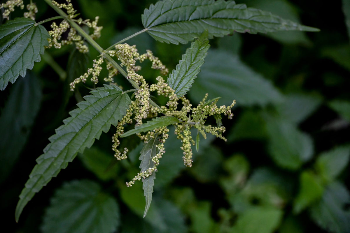 Изображение особи Urtica dioica.