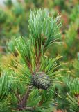 Pinus pumila. Верхушка ветви с дозревающей шишкой. Камчатский край, Елизовский р-н, подножие вулкана Авачинская сопка, горная тундра. 11.08.2024.