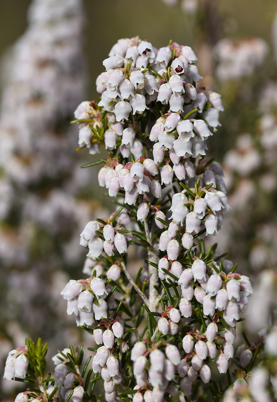 Изображение особи Erica arborea.