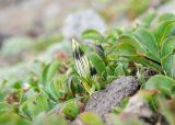 Gentiana algida. Бутоны, выглядывающие из ветвей Salix sp. Камчатский край, Елизовский р-н, природный парк \"Вулканы Камчатки\", южный участок, кластер \"Налычевский\", памятник природы \"Экструзия Верблюд\", каменистая осыпь. 11.08.2024.