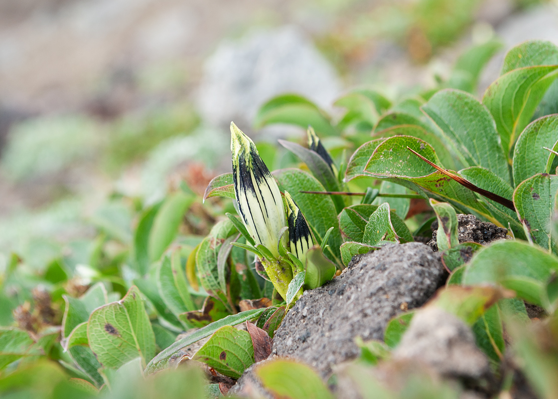 Изображение особи Gentiana algida.