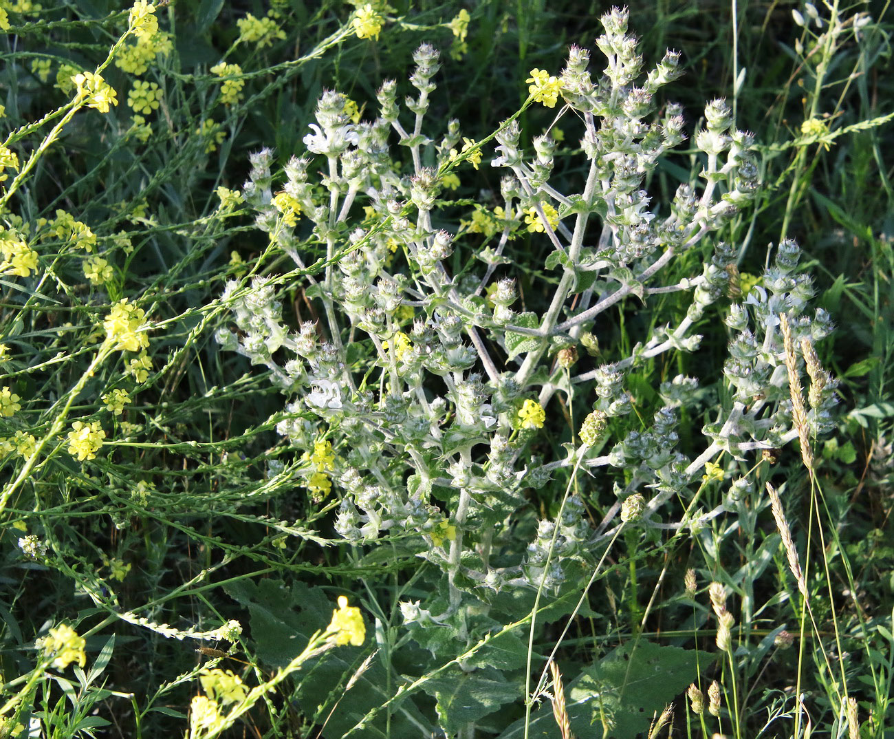 Изображение особи Salvia aethiopis.