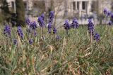 Muscari neglectum