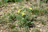 Смотреть изображение Sterigmostemum caspicum