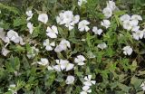View full-size image Convolvulus arvensis