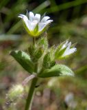 View full-size image Cerastium glutinosum