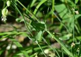 View full-size image Oberna behen
