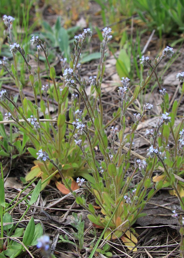 Image of Myosotis micrantha specimen.