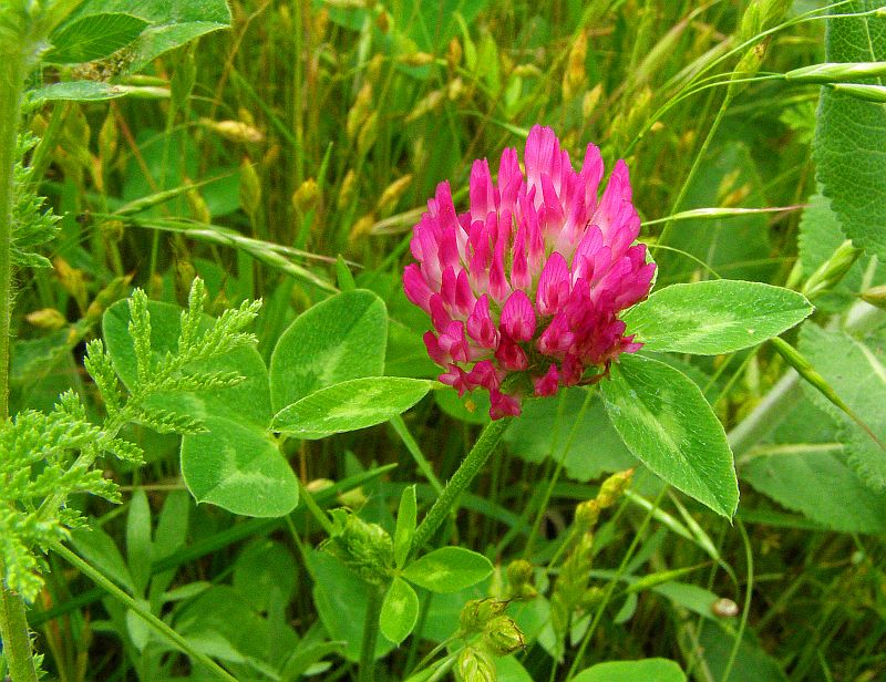 Image of Trifolium pratense specimen.