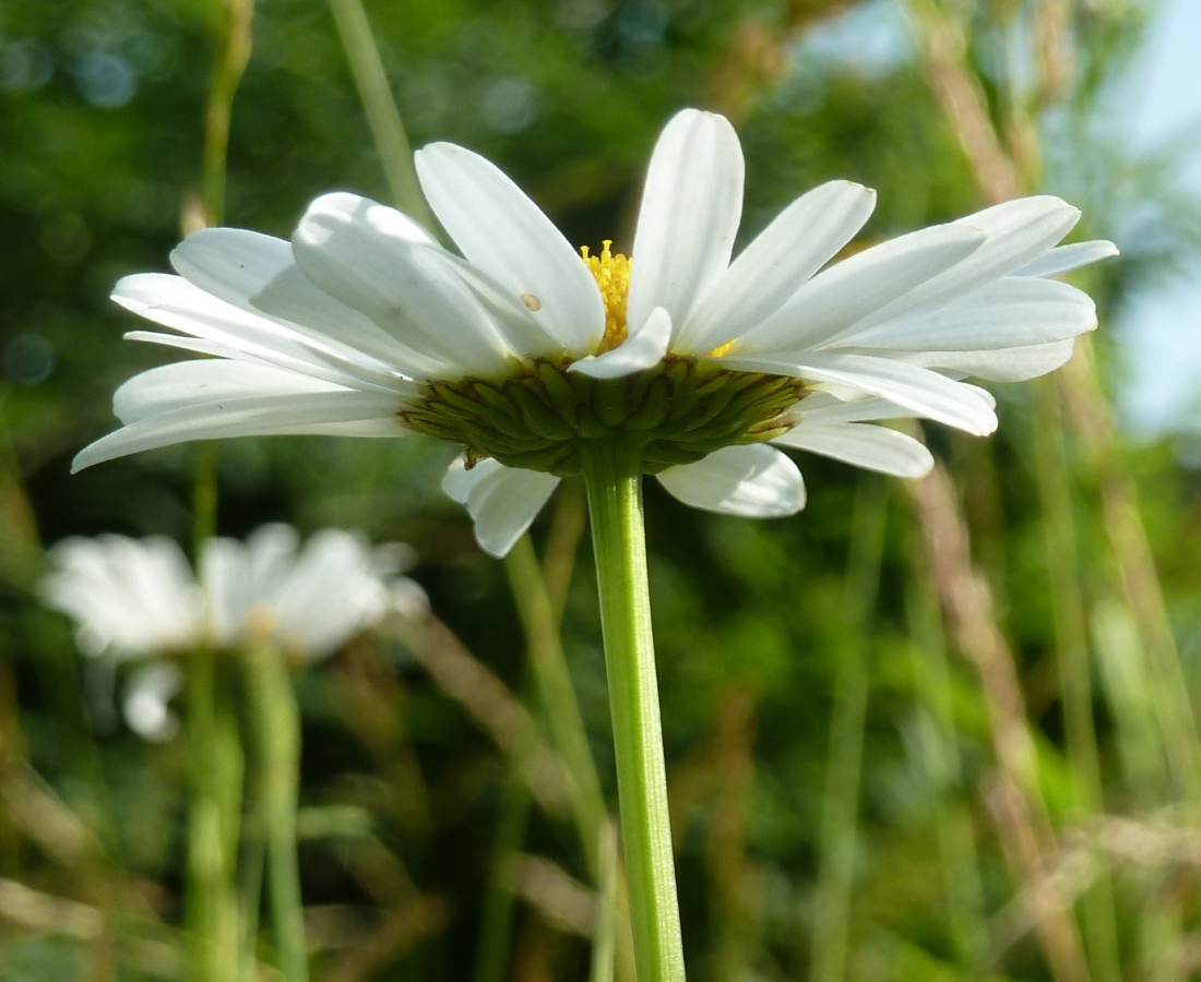 Изображение особи Leucanthemum vulgare.