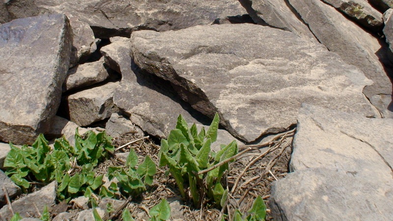 Image of Senecio taraxacifolius specimen.