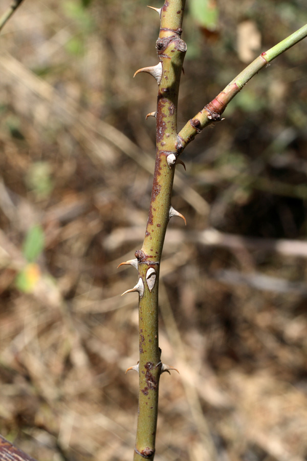 Image of Rosa arnoldii specimen.