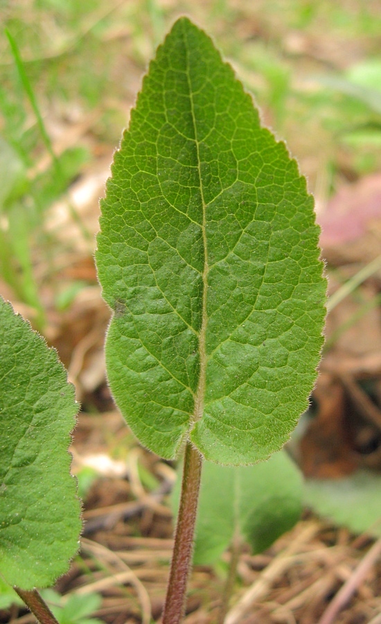 Image of Campanula glomerata specimen.