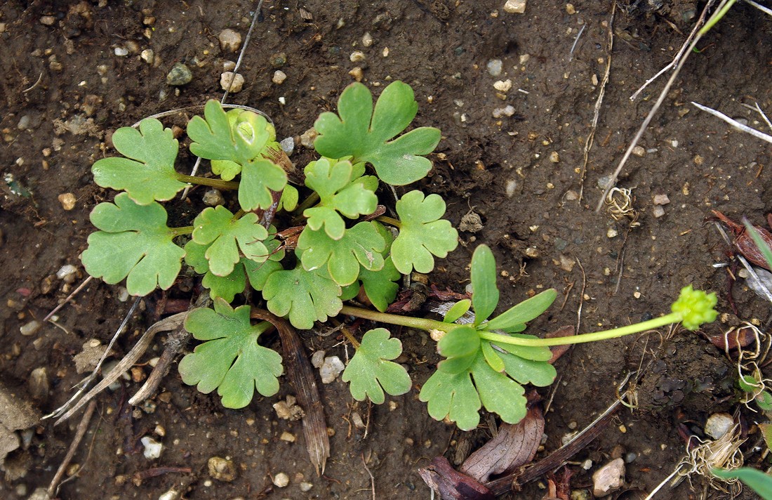 Изображение особи Ranunculus polyrhizos.