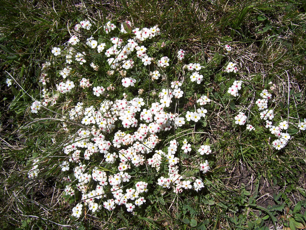 Изображение особи Androsace barbulata.