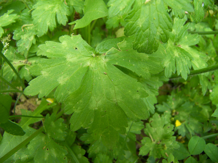 Image of Ranunculus constantinopolitanus specimen.