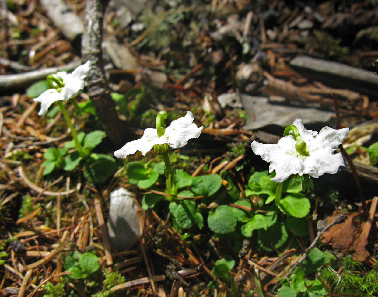 Image of Moneses uniflora specimen.