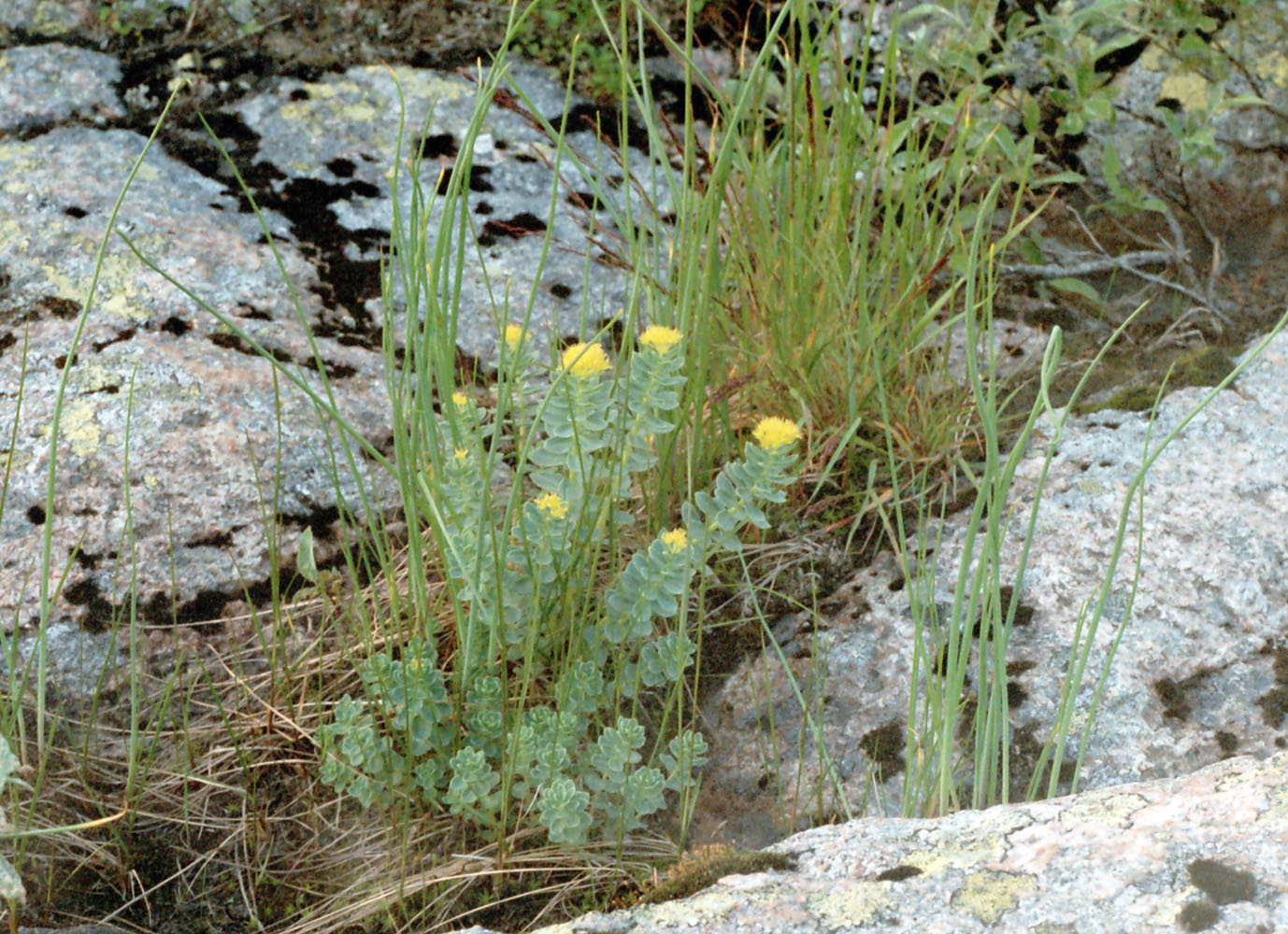 Image of Rhodiola rosea specimen.