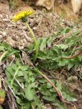 Taraxacum hellenicum