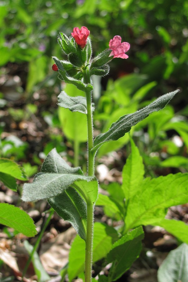 Image of Pulmonaria obscura specimen.