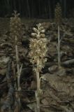 Neottia nidus-avis. Цветущие растения. Крым, окр. с. Соколиное, лиственный лес. 23 мая 2012 г.