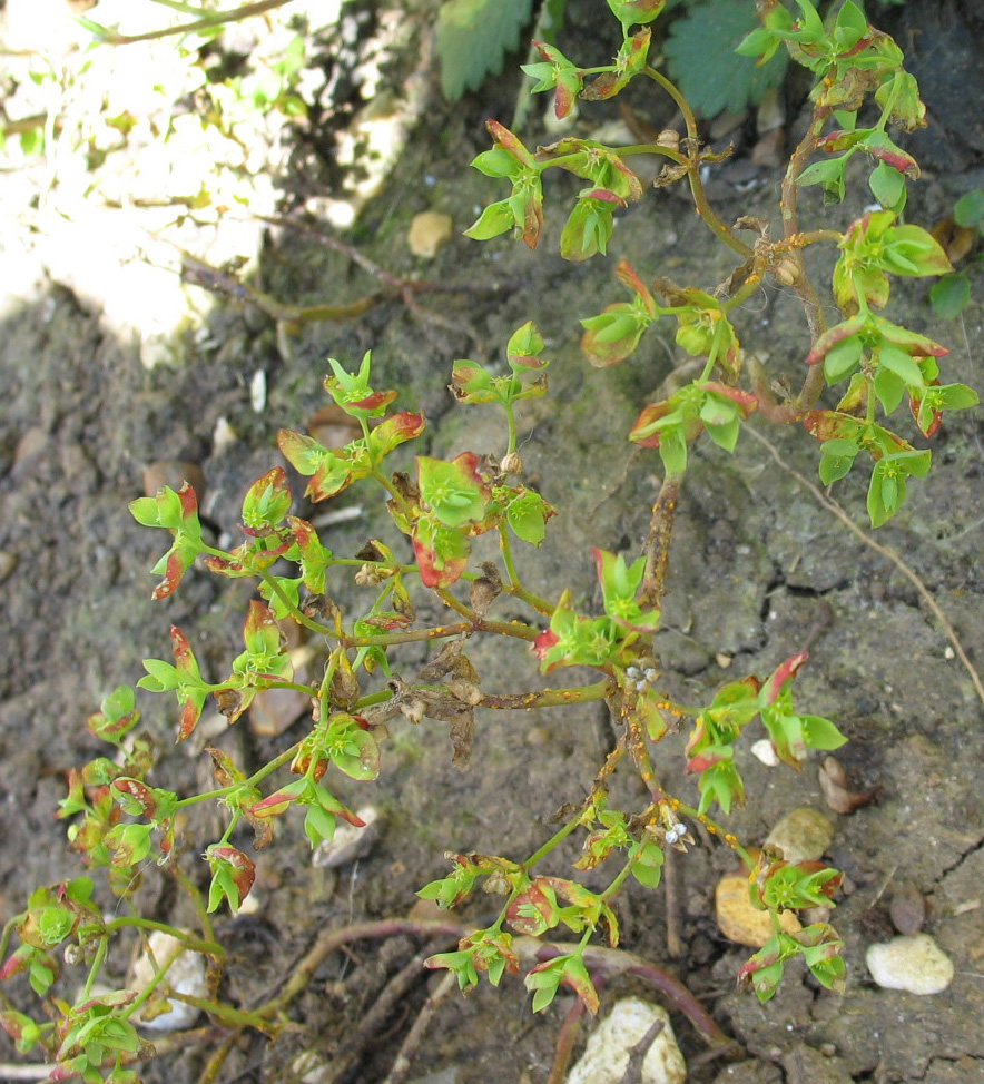 Image of genus Euphorbia specimen.