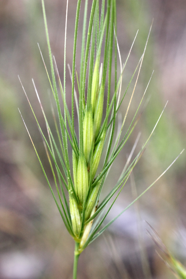 Image of Taeniatherum crinitum specimen.