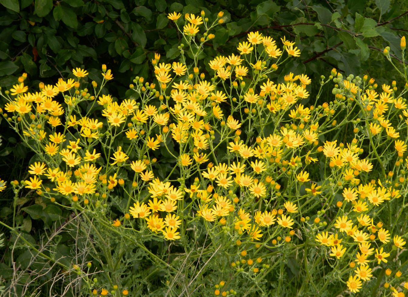 Изображение особи Senecio jacobaea.