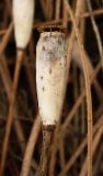 Papaver stevenianum