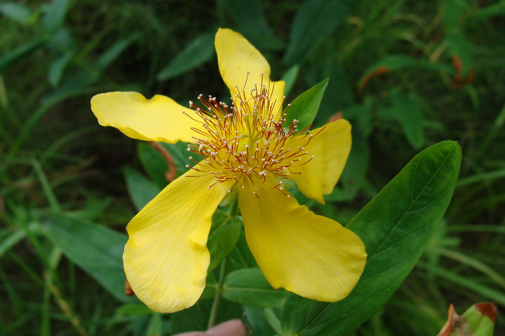 Image of Hypericum ascyron specimen.