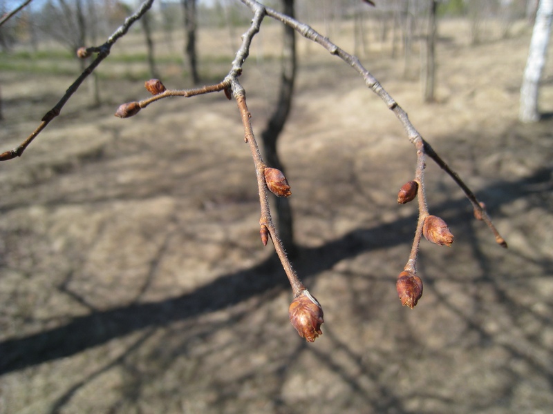 Изображение особи Ulmus laevis.