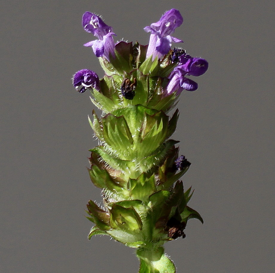 Image of Prunella vulgaris specimen.