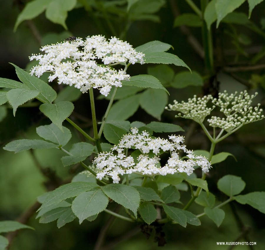 Image of Sambucus nigra specimen.