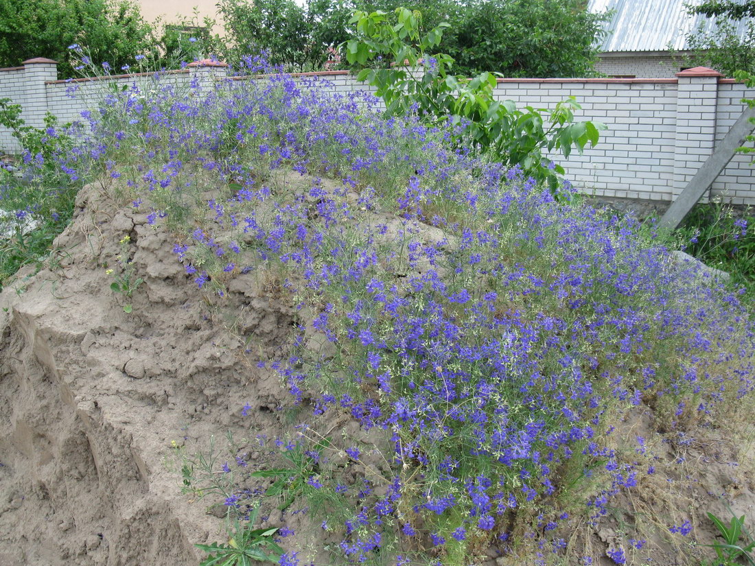 Image of Delphinium consolida specimen.