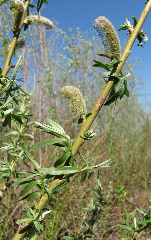 Изображение особи Salix &times; stipularis.