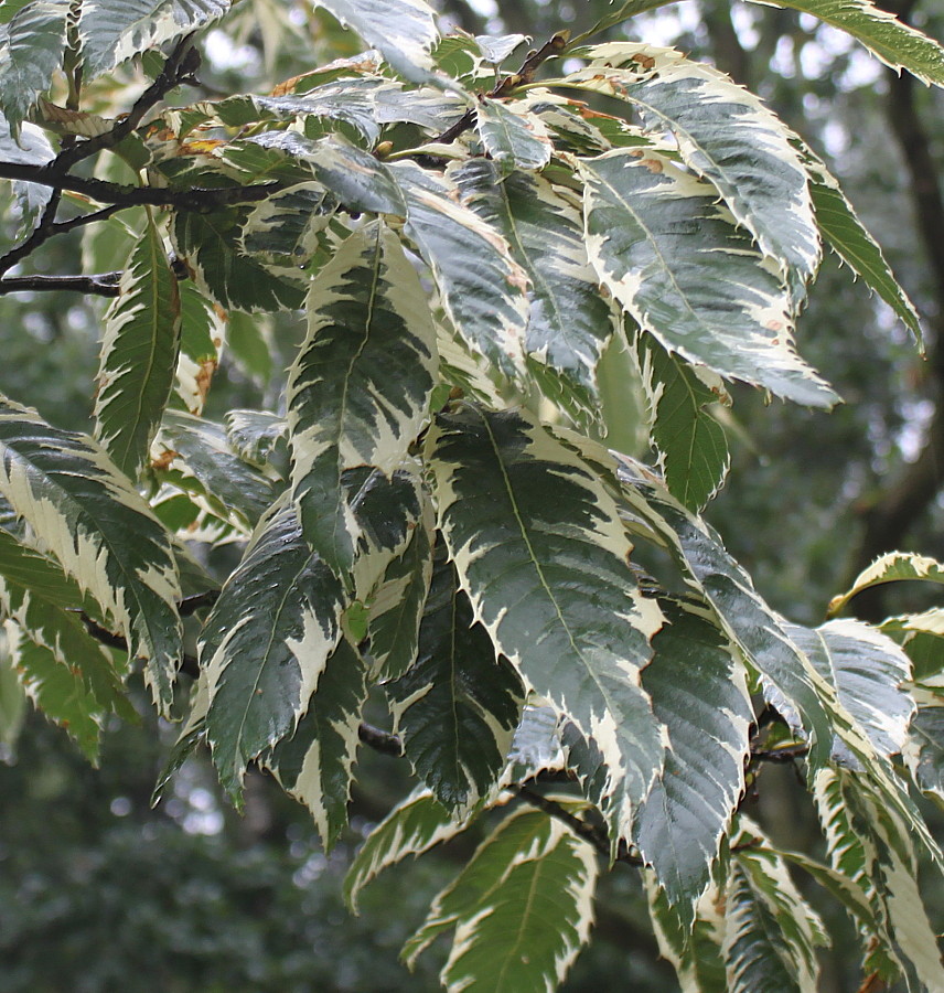 Изображение особи Castanea sativa.